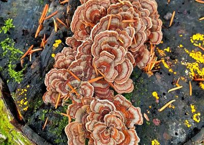 Exposition sur les maladies des arbres