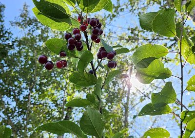 La forêt réveille tes sens