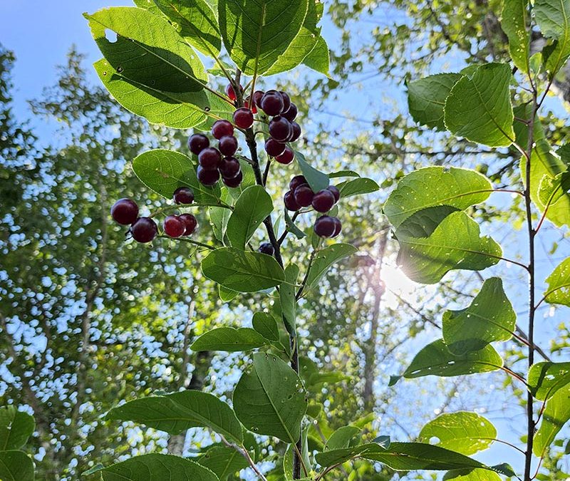 La forêt réveille tes sens