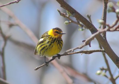 Les oiseaux de la forêt