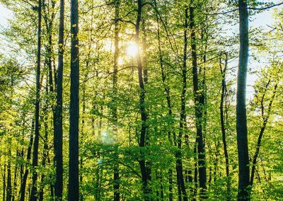 Une forêt pour tous!