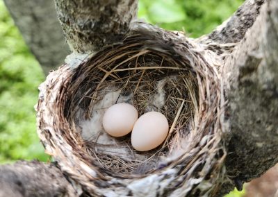 Mon merle a perdu son bec!