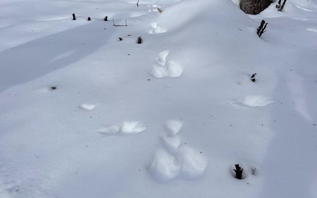 Dans les bottes du chasseur