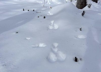 Dans les bottes du chasseur